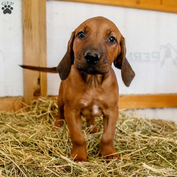 Milo, Rhodesian Ridgeback Puppy